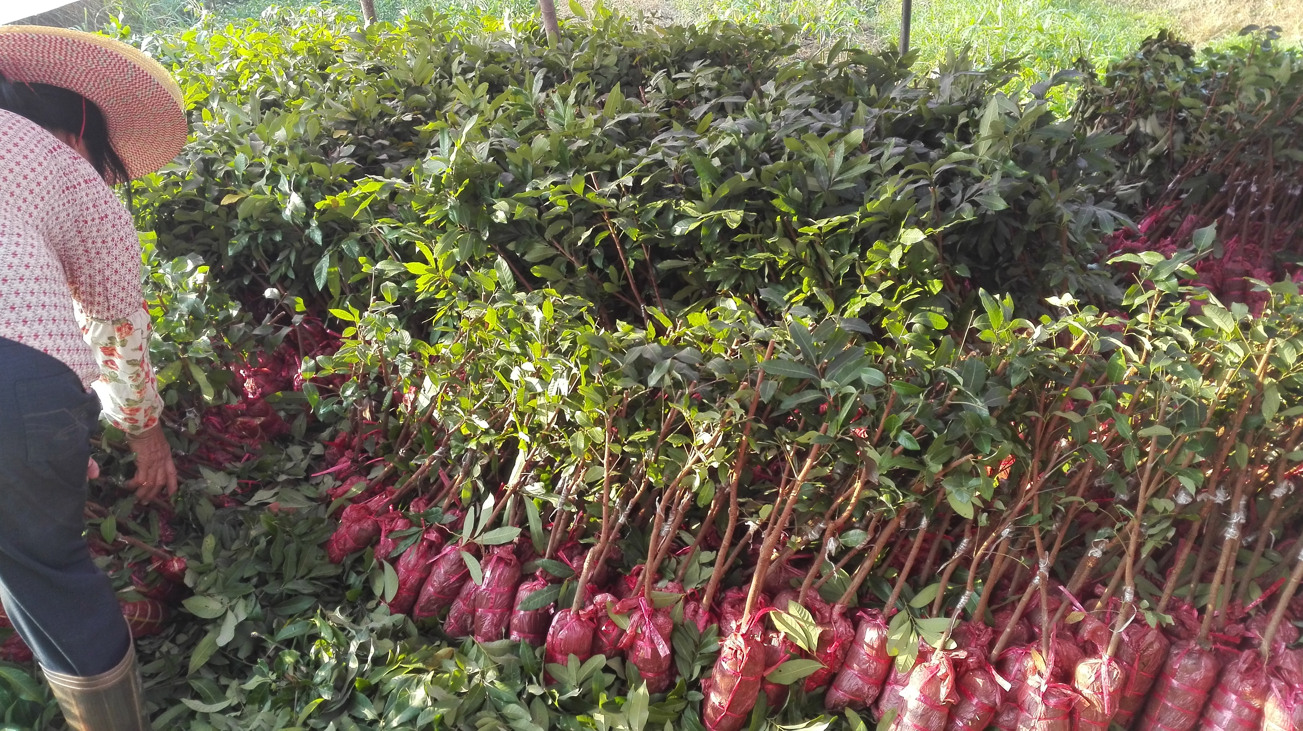 云南昆明龙眼苗 昆明龙眼苗种植基地 龙眼树苗价格 龙眼苗价格