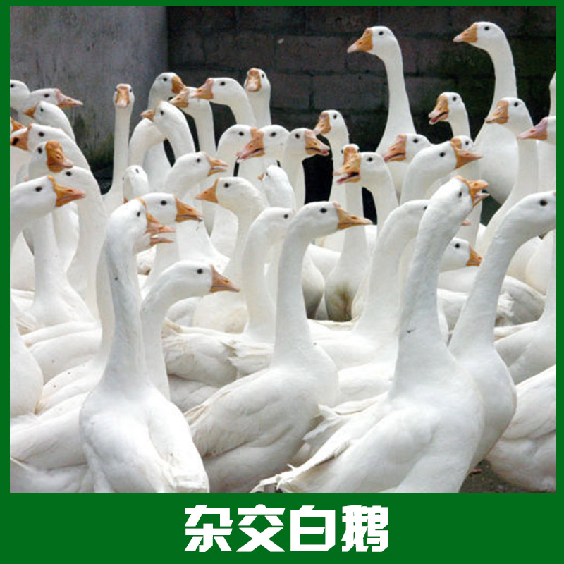宿迁市江苏大种杂交白鹅厂家供应用于饲养|屠宰|批发的江苏大种杂交白鹅