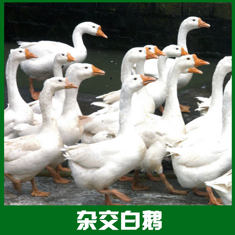 供应用于饲养|屠宰|批发的江苏大种杂交白鹅图片