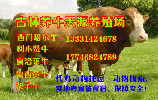 供应用于屠宰的吉林天源牧业养牛场吉林牛交易市场育肥牛繁育技术养殖技术图片