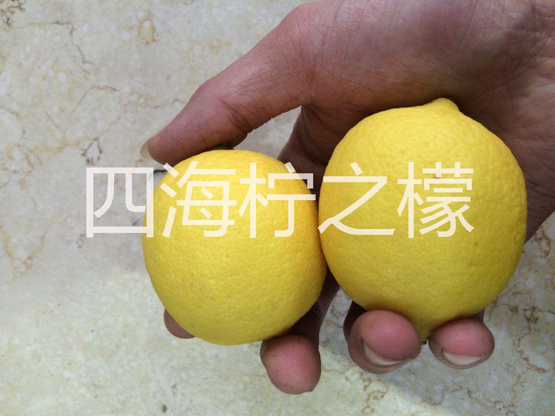 供应用于生产柠檬片，柠檬酸，柠檬浓汁等的黄柠檬图片