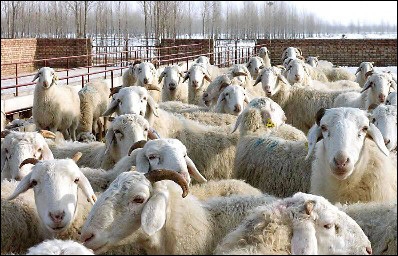 供应山东小尾寒羊羔羊种羊价格  小尾寒羊羔羊种羊价格 奶山羊 青山羊各种牛羊驴养殖基地