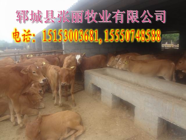 菏泽市利木赞牛肉牛养殖场厂家供应用于养殖的利木赞牛肉牛养殖场，利木赞牛肉牛养殖场公司