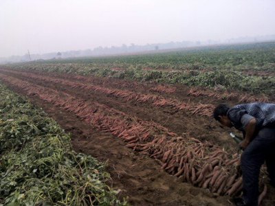 供应用于种苗的红薯苗批发，山东红薯苗种植基地