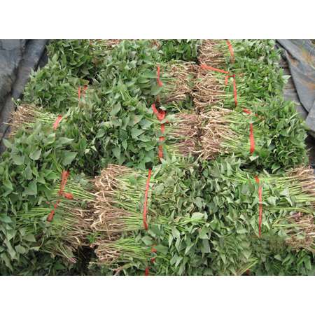 供应用于种苗的红薯苗批发，山东红薯苗种植基地