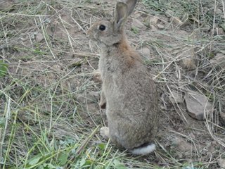 纯种野兔多少钱 哪里有卖纯种野兔种兔的 赛狗用纯种野兔