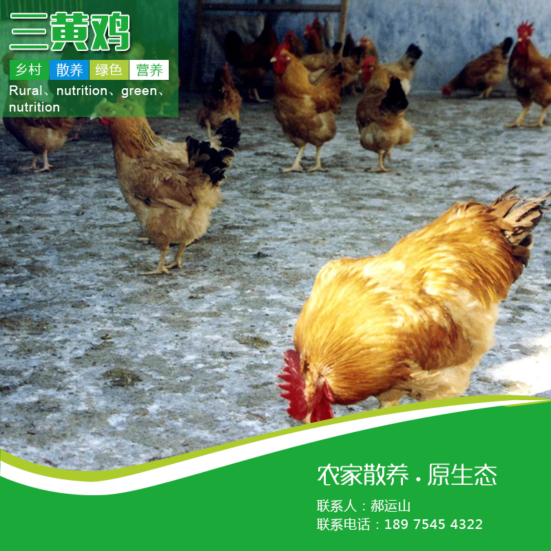 供应三黄鸡苗厂家直供全国包运包路损免费提供养殖技术