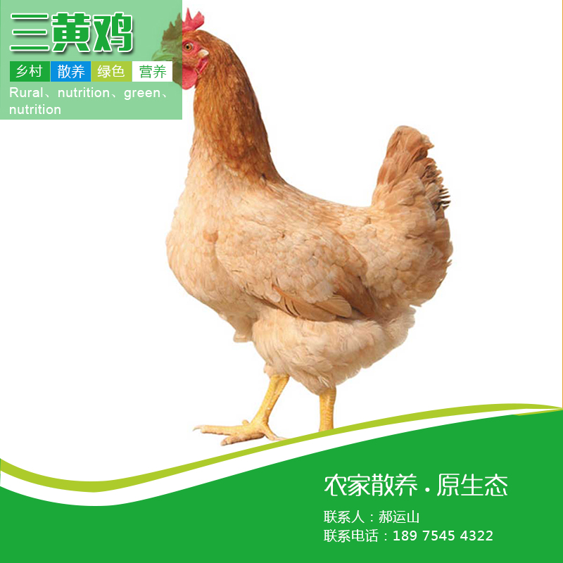 衡阳市三黄鸡厂家供应三黄鸡苗厂家直供全国包运包路损免费提供养殖技术
