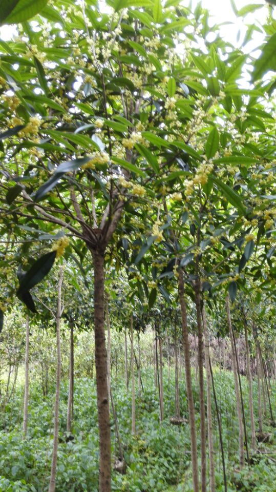 供应高杆精品桂花树、低分枝桂花树