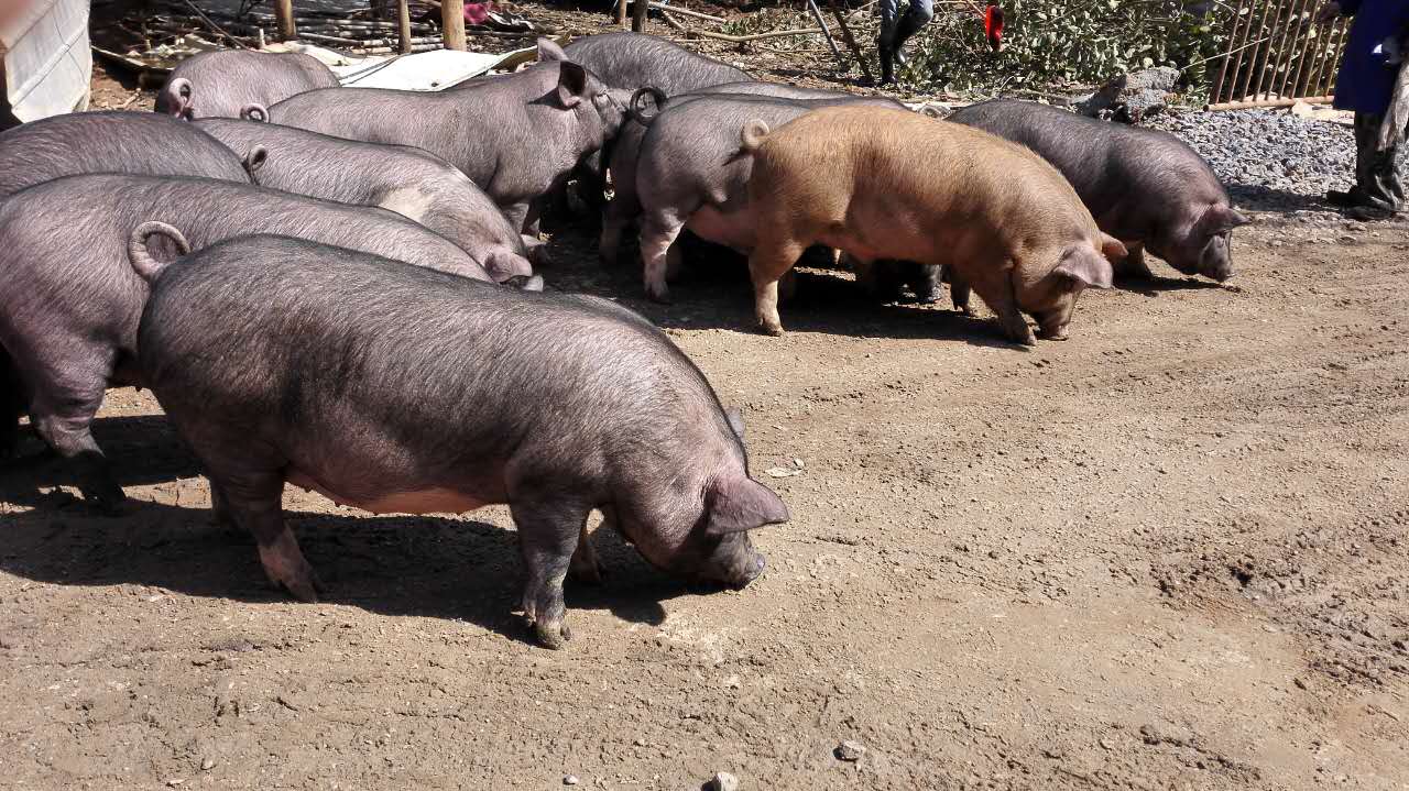 柳州市有机猪厂家有机猪