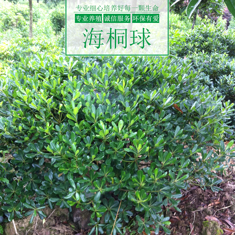 涌鑫绿化苗木基地供应海桐球树、重庆海桐球苗木批发、园林绿化树木图片