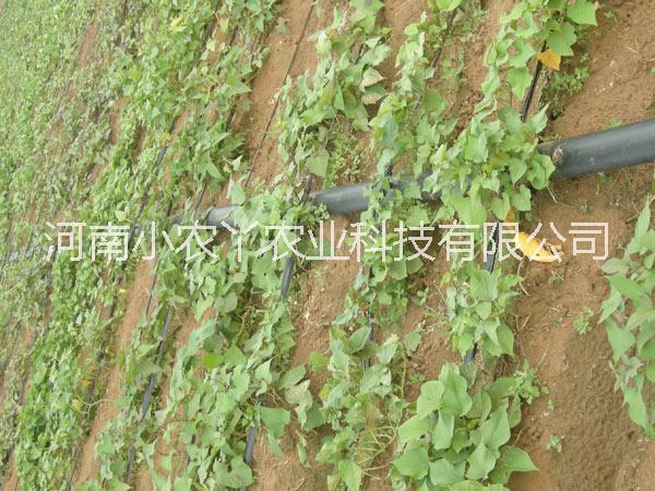 供应用于种植的新乡高产红薯苗小农丫农业图片