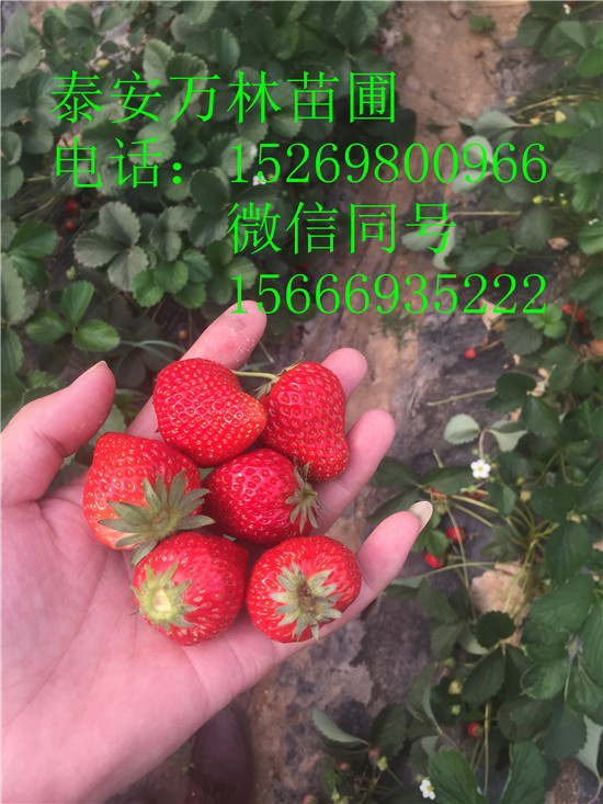 法兰地草莓苗哪里价格便宜草莓苗品种哪里好贵美人草莓苗价格图片