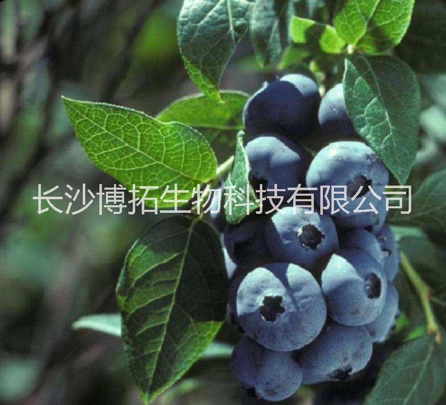 供应用于日常养生、保的供应博拓越橘提取物(BBE05-25越橘花青素)蓝莓提取物花色苷图片