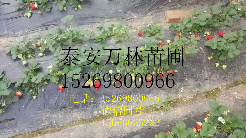 草莓苗品种 红颜草莓苗价格 章姬草莓苗品种