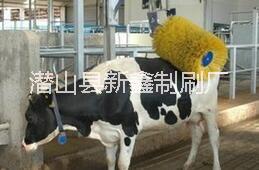 安庆市牛体刷厂家供应用于清洁牛体的牛体刷