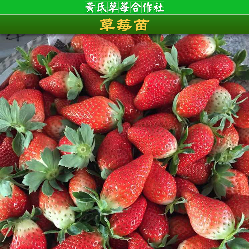 建德黄氏草莓合作社供应草莓苗、草莓种苗|原种草莓苗、杭州草莓苗批发