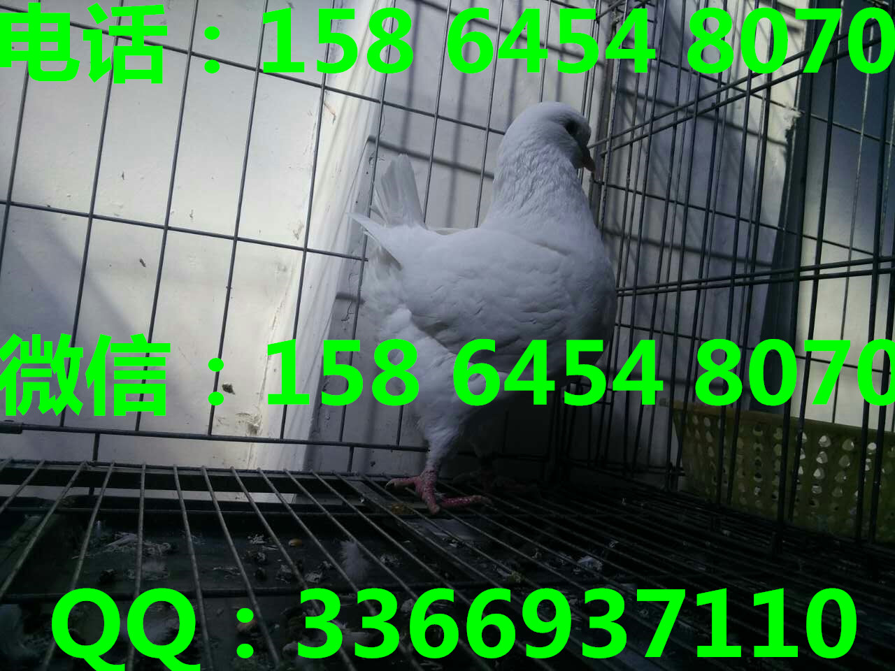 供应北京元宝鸽种鸽价格公斤元宝鸽图片图片