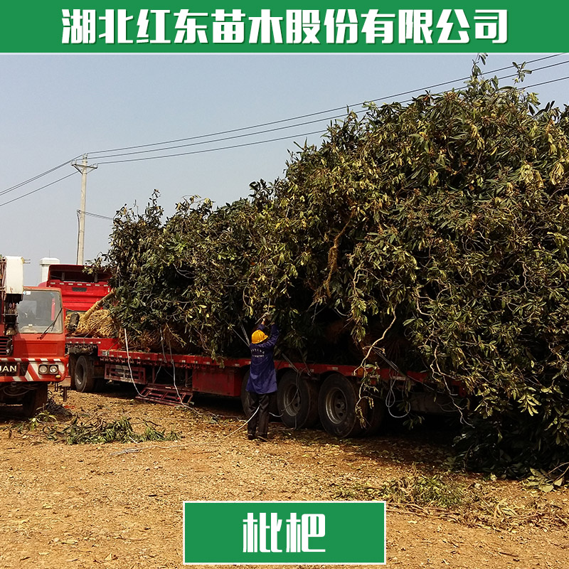 供应园林植物香樟树苗湖北嫁接树苗香樟树香樟