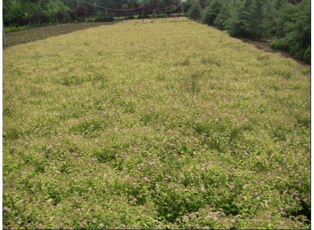 绣线菊供应绣线菊、江苏绣线菊种植基地、绣线菊种植要求、绣线菊种植技术、哪里有绣线菊出售