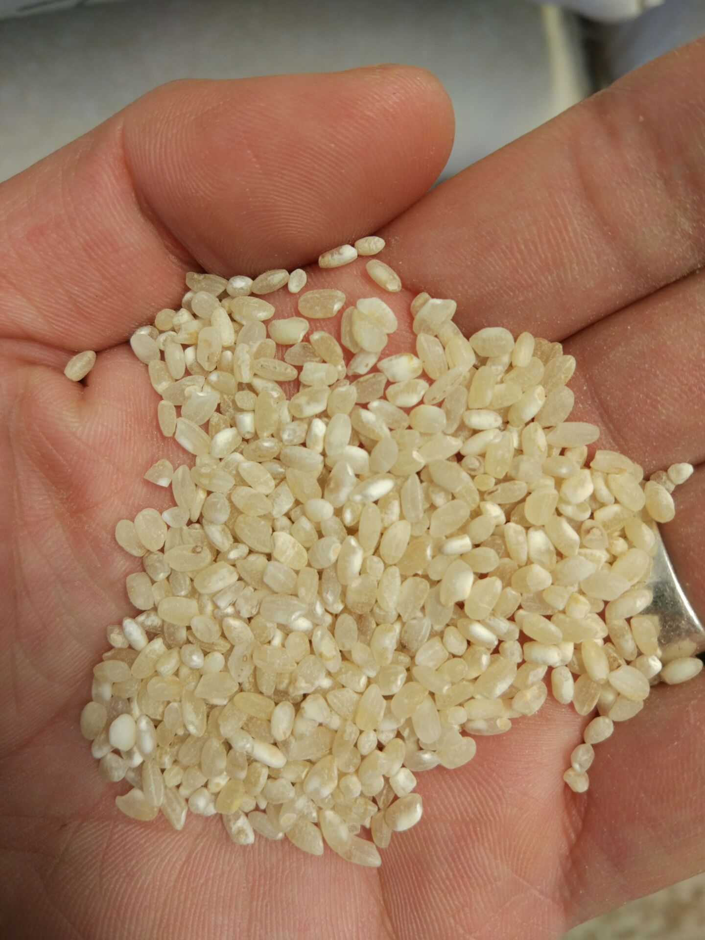 供应用于食品做酒的碎米 酒米 老米 优质老米