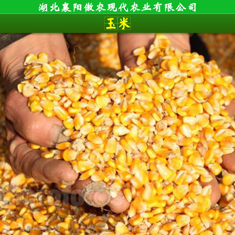 襄阳市玉米收购厂家玉米收购