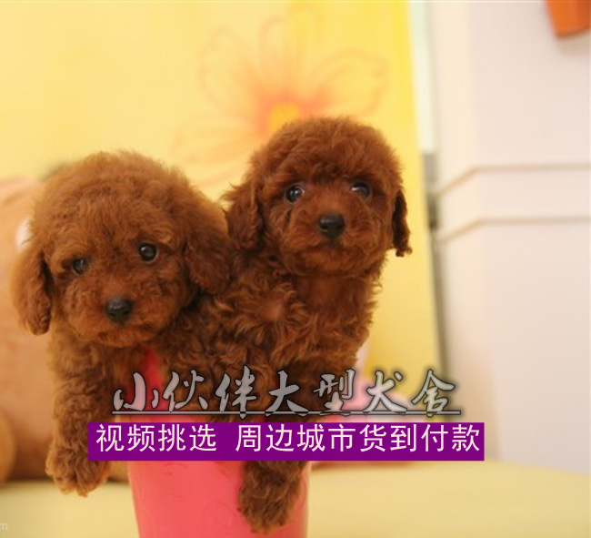 供应广州哪里有卖泰迪熊广州狗场在哪 广州纯种好的泰迪熊