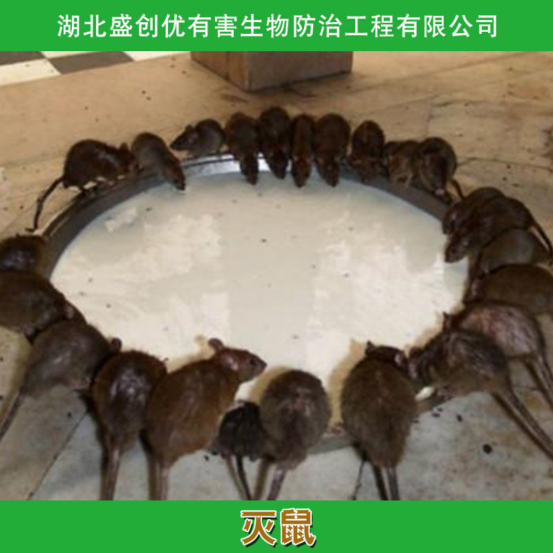 武汉市灭鼠厂家供应灭鼠 超声波灭鼠 电子灭鼠 灭鼠灵 驱鼠器 杀虫剂