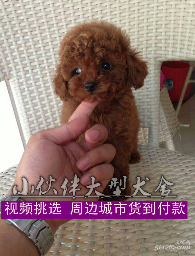 广州哪里有卖泰迪熊广州狗场在哪供应广州哪里有卖泰迪熊广州狗场在哪 广州纯种好的泰迪熊