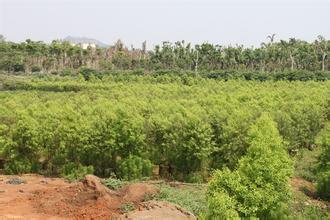印度檀香苗种植基地出售价格哪家便宜、哪里有印度檀香苗批发【大良农林】图片