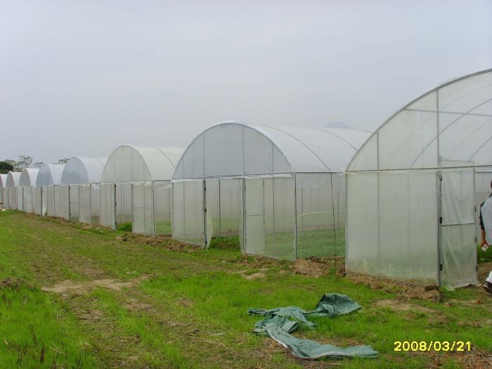 供应用于育苗|提前上市|草莓的陕西杨凌雨丰建议插地温室大棚图片