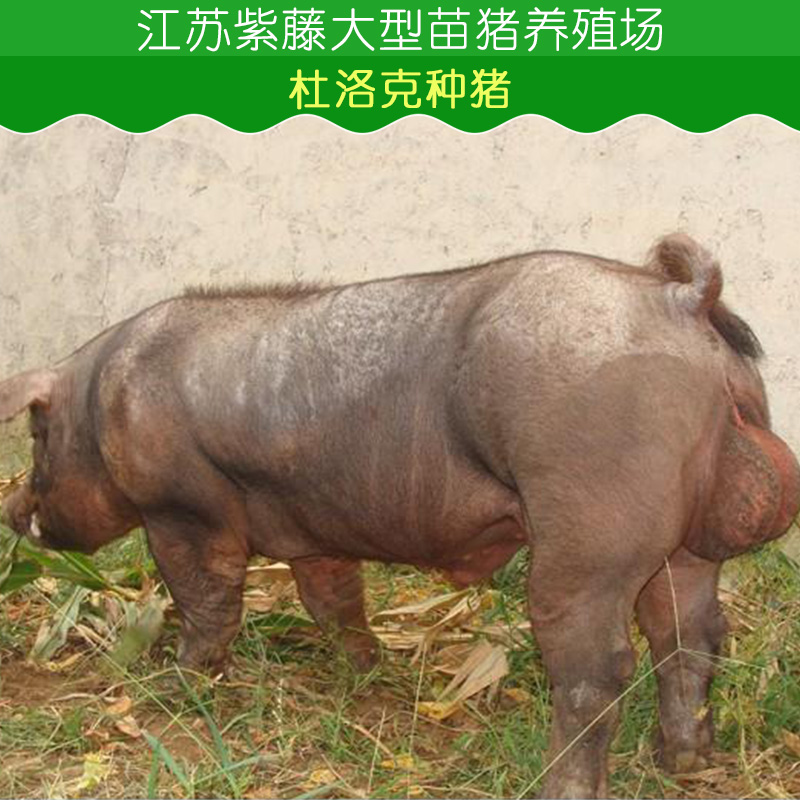 供应江苏杜洛克种猪批发 小香猪 苗猪多少钱一斤