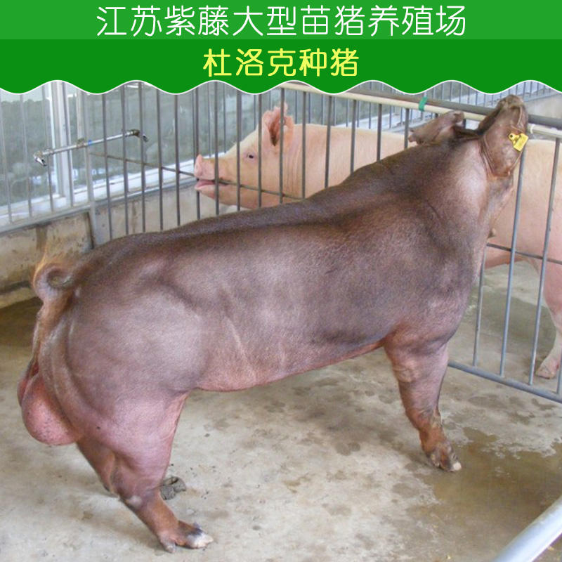 供应江苏杜洛克种猪哪里有 杜洛克种猪养殖 杜洛克种猪多少钱一斤