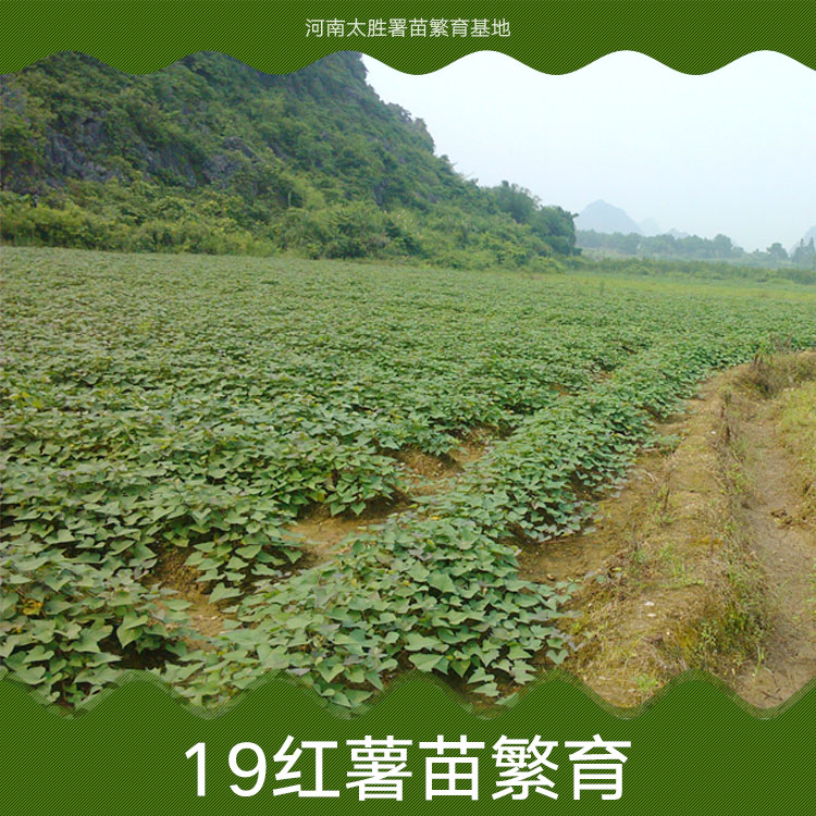 供应基地直供天然无公害优质红薯苗19红薯苗繁育图片