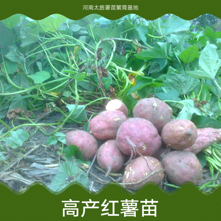供应基地直供天然无公害红薯苗河北红薯苗高产红薯苗图片