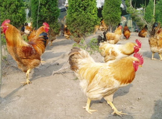 菏泽市快大黄鸡苗，脱温土鸡苗厂家