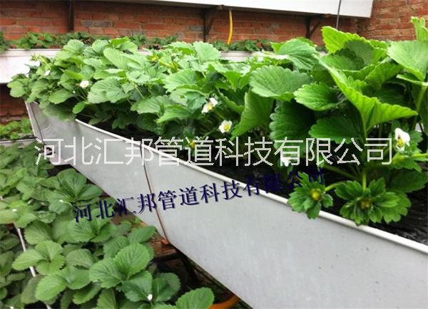 供应水培草莓种植槽 无土栽培草莓种植