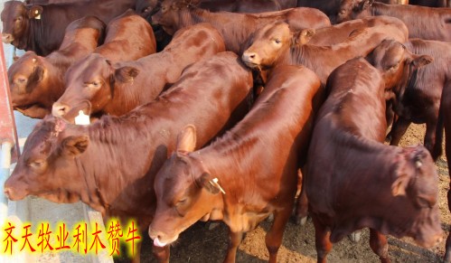 菏泽市小种牛厂家怎么养牛才赚钱 哪里的牛品种好 哪里卖小种牛
