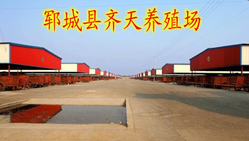 山东省菏泽市大型养牛场出售西门大耳牛小牛犊和育肥牛