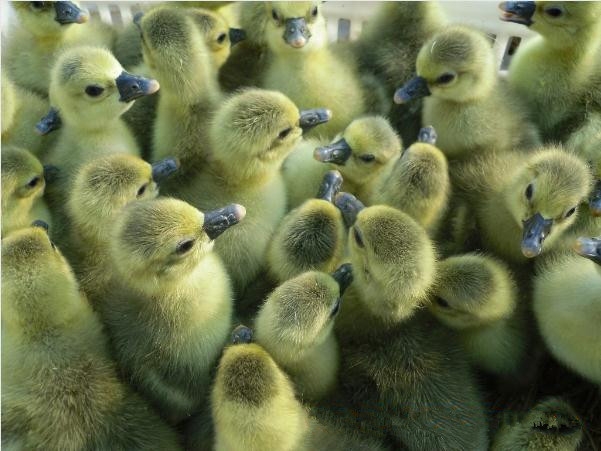 菏泽市朗德鹅苗，各种鹅苗低价促销厂家供应朗德鹅苗，各种鹅苗低价促销