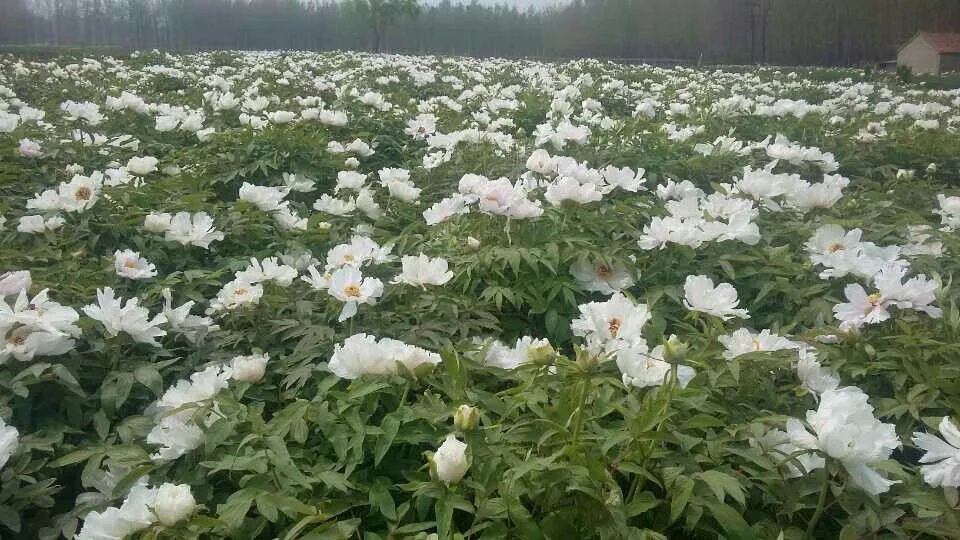 供应用于种植的油用牡丹药材种苗图片