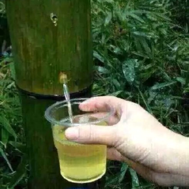 供应用于的泸州绿色原生态竹筒酒