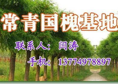供应用于园林绿化的山东国槐苗木图片