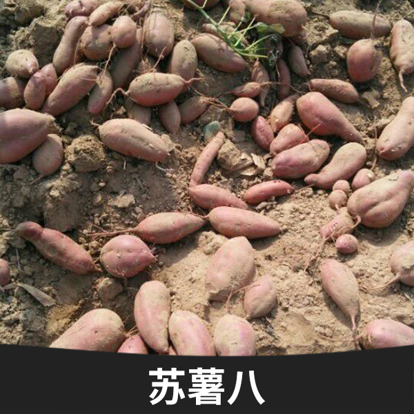 夏津县红薯批发价格  黄心红薯批发，龙薯九，济薯26
