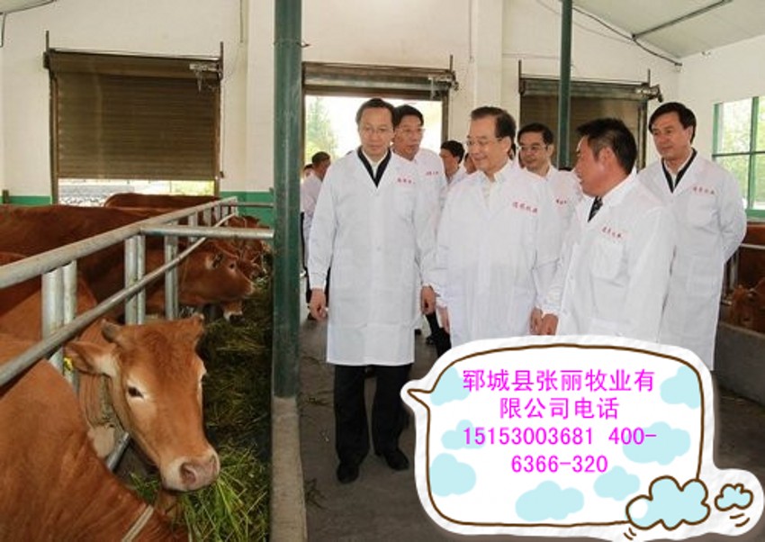 供应用于头的肉牛种3个月养殖几个月出售图片