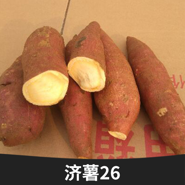 山东济薯26种植基地批发，山东济薯26哪里有卖，山东济薯26价格