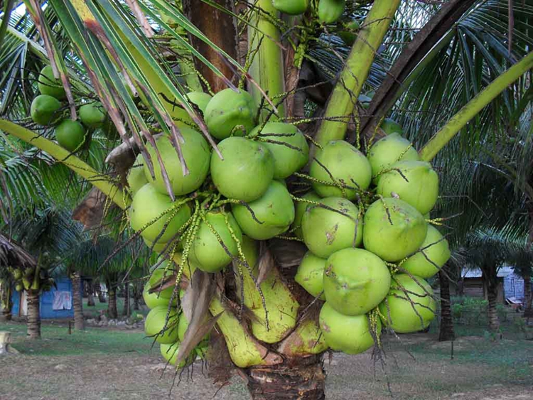 供应椰子海南椰子高种椰子老椰子毛椰子图片