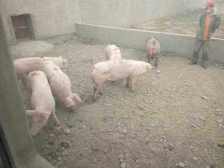 宿迁市江苏二元母猪价格厂家供应江苏二元母猪价格 后备母猪 种猪价格