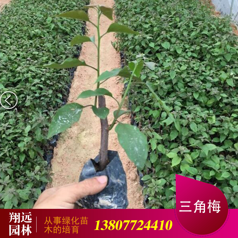 广西三角梅供应商，三角梅树苗，广西最大的三角梅种植基地图片