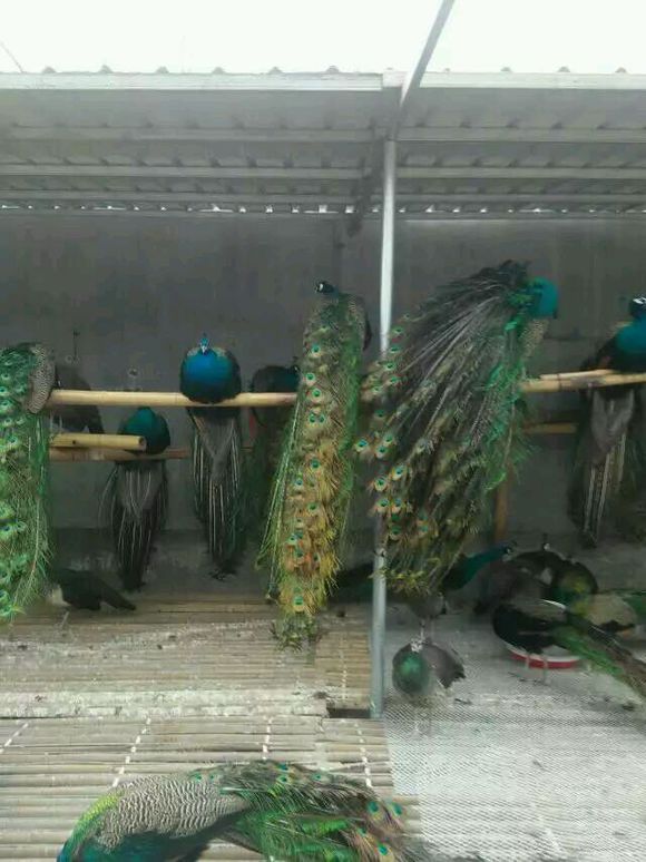 济宁市哪里有卖孔雀的厂家供应用于观赏的哪里有卖孔雀的孔雀苗价格孔雀饲养技术